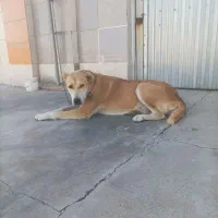 یک قلاده سگ نگهبان