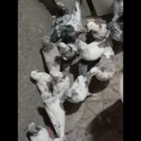 کفتر اصل|پرنده|صباشهر, |دیوار