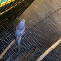 مرغ عشق ماده خوش رنگ و اماده