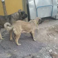 توله سرابی اصیل شجره دار