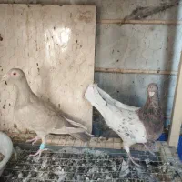 دو جفت هفت‌رنگ جوجه بده عالی|پرنده|تاکستان, |دیوار