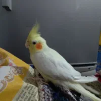 عروس هلندی|پرنده|فاضل آباد, |دیوار