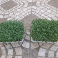 سبزه تول تکن|گل و گیاه طبیعی|کوهدشت, |دیوار