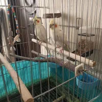 فروش عروس هلندی و فنچ