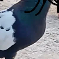 کبوتر رنگی دو عدد نر