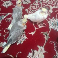 ۳تا بچه عروس هلندی دونه خور