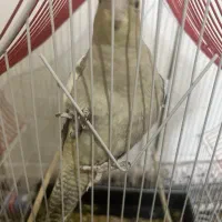 عروس هلندی ماده