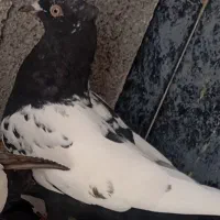 سلام کفتر خوب سینه سیاه مرودشت