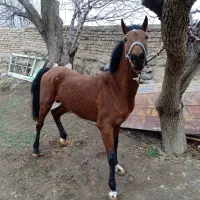 نریان دره شور