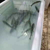 ماهی زنده قزل آلا رنگین کمان استخر بلوک زنی شاهزید