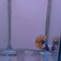 فایتر|ماهی|رشت, توشیبا|دیوار