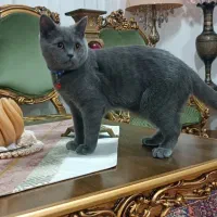 گرانترین نژاد گربه دنیا