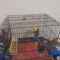 مرغ عشق|پرنده|تبریز, |دیوار