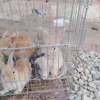 خرگوش