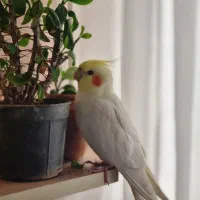 عروس هلندی گمشده مژدگانی ۱۰ میلیونی