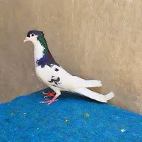 خال و ساده کاکلی افشون زرد هفت رنگ لیمویی