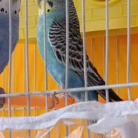 مرغ عشق دستی|پرنده|مشهد, شهید معقول|دیوار