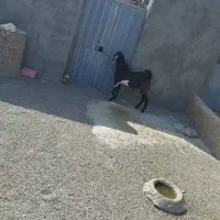 کعرع نر پلنگی فروش فوری