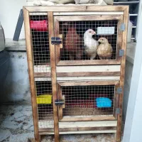 لانه مرغ و خروس