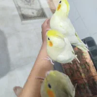 عروس هلندی|پرنده|کمیجان, |دیوار