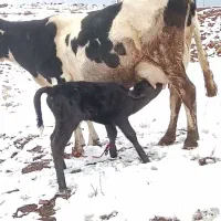 یک عدد گاو صحرایی با گوساله نر چرسی