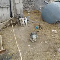 2عدد سگ پتکوتاه نرو ماده