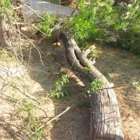 قطع درختان وهرس