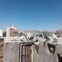 کبوتر پرشی|پرنده|مشهد, هفده شهریور|دیوار