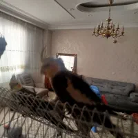 پنج تاعروس هلندی نروماده به همراه قفس|پرنده|اسلام‌شهر, شهرک مفیدی|دیوار