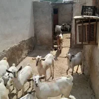 بز نر وماده سومال|حیوانات مزرعه|بندرعباس, |دیوار
