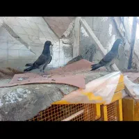 کبوتر چپرا مادر پدر جفت ۲ میلیون جوجه ۱۲۰۰|پرنده|چابهار, |دیوار