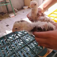 جوجه لاری اوشامو