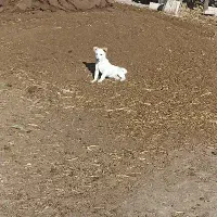 واگذاری 3تا پاکوتاه|سگ|ترکمانچای, |دیوار