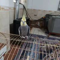 عروس هلندی .لاری|پرنده|بم, |دیوار