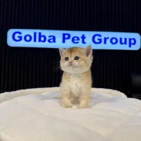 بریتیش گلد با رنگ NY11/12