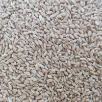 گندم|عمده‌فروشی|شیراز, باغ تخت|دیوار