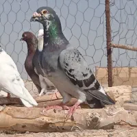 نر کیلومتری اهوازی