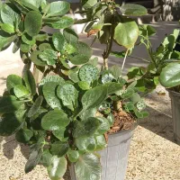 گلدان گل برگ قاشقی و شمعدانی|گل و گیاه طبیعی|فردوس (خراسان), |دیوار