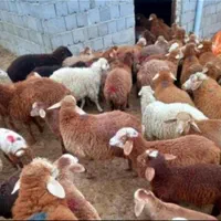 گوسفند زنده کشتاری بره و کاوه میش وشیشک بز و تی بز|حیوانات مزرعه|خرم‌آباد, |دیوار
