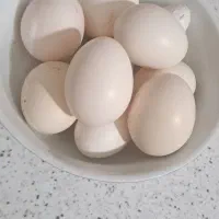 تخم گلین تازه نطفه داره وخروس ۴۰تاج