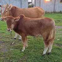 گاو جوان با گوساله نر کوله