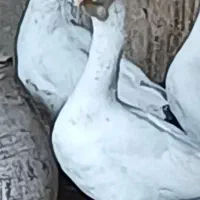 اردک اسرائیلی تک جوجه جفت و غوغاز