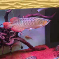 آروانا سوپر رد چیلی