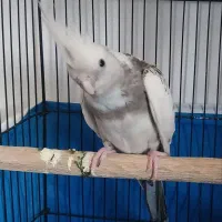 عروس هلندی آلبینو دو کت ماده تخم گذار  سال