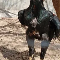 خروس مرغ لاری ،آث