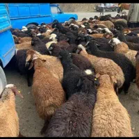 گوسفند زنده ،گوشت تضمینی