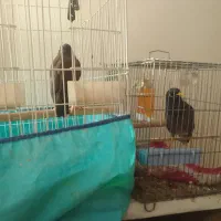 دو عدد مینا|پرنده|قزوین, |دیوار