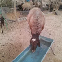 قوچافشاریدرجه ۱|حیوانات مزرعه|رودشت (چهارمحال و بختیاری), |دیوار