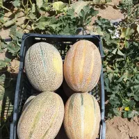 خربزه جانان خسرج