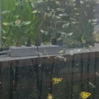 آکواریوم چینی شیشه خم کارخانه|ماهی|مشهد, شهرک بهارستان|دیوار